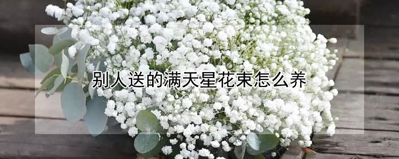 别人送的满天星花束怎么养 别人送的满天星怎么养才不会枯萎