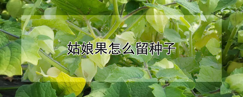姑娘果怎么留种子（姑娘果种子催芽方法）