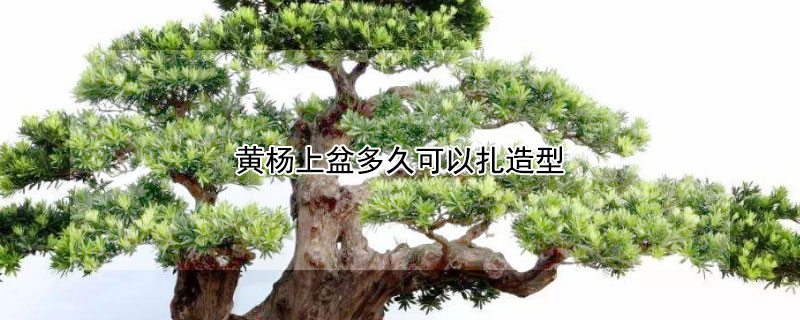 黄杨上盆多久可以扎造型（黄杨上盆后多久生根）