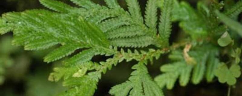 草地卷柏怎么养 草地卷柏怎么养护