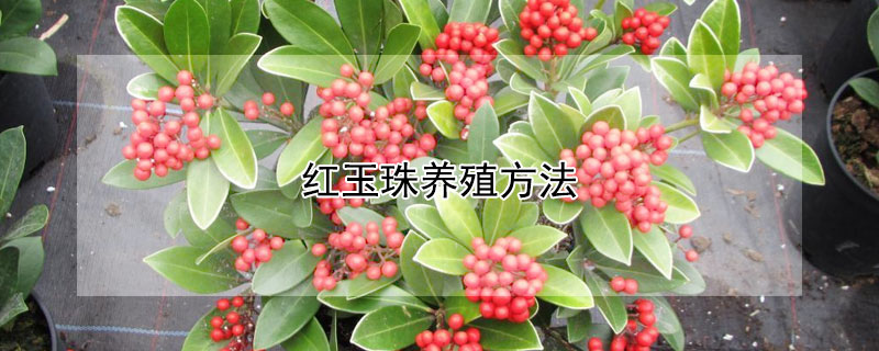 红玉珠养殖方法（红玉珠养殖方法视频）