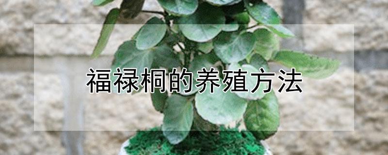 福禄桐的养殖方法 福禄桐盆景养殖方法与技巧