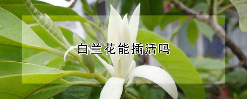 白兰花能插活吗（白兰花能插活吗图片）