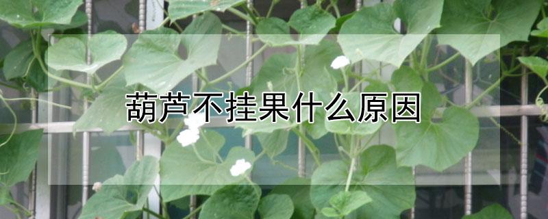 葫芦不挂果什么原因 葫芦为什么挂不住果