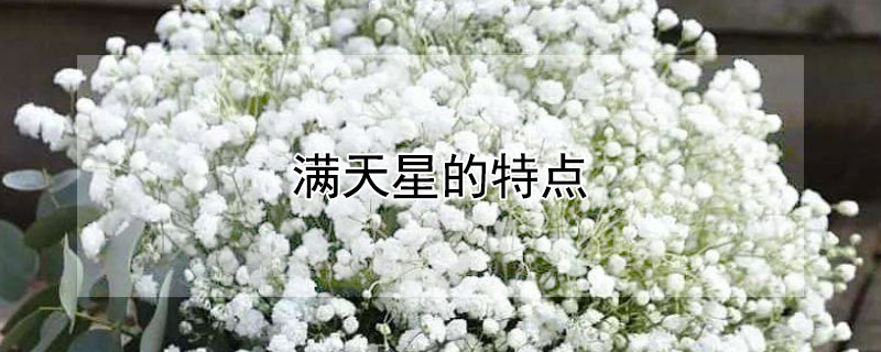 满天星的特点 满天星的特点是什么
