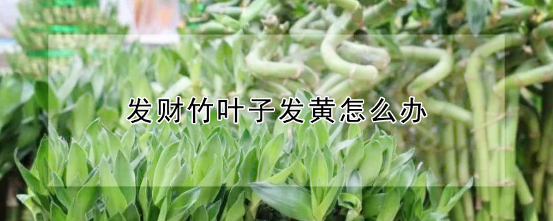 发财竹叶子发黄怎么办 发财竹叶子发黄怎么办?