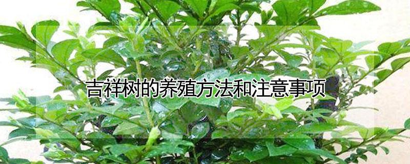 吉祥树的养殖方法和注意事项 吉祥树图片