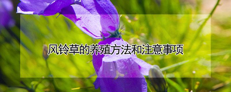 风铃草的养殖方法和注意事项 重瓣风铃草的养殖方法和注意事项