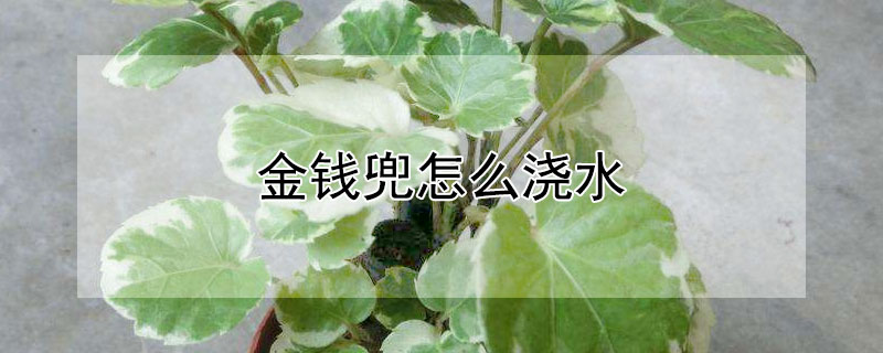 金钱兜怎么浇水（金钱兜如何浇水）