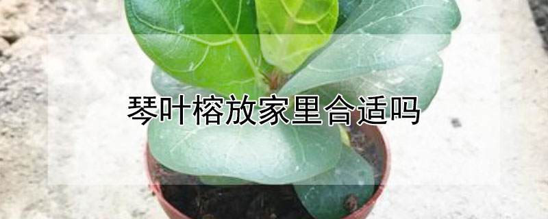 琴叶榕放家里合适吗 琴叶榕放在哪里旺风水