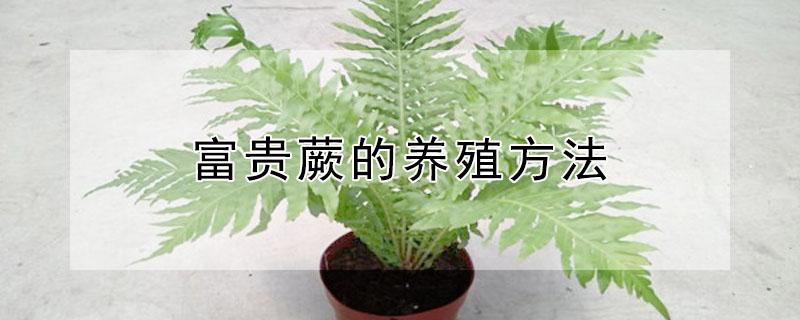 富贵蕨的养殖方法（富贵蕨的养殖方法和技术）