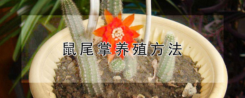 鼠尾掌养殖方法 鼠尾掌养殖方法和技术
