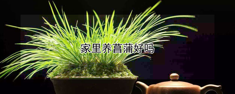 家里养菖蒲好吗（家里养菖蒲好吗风水好吗）