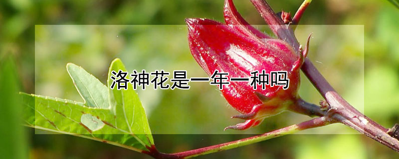 洛神花是一年一种吗（洛神花是多年生植物吗）
