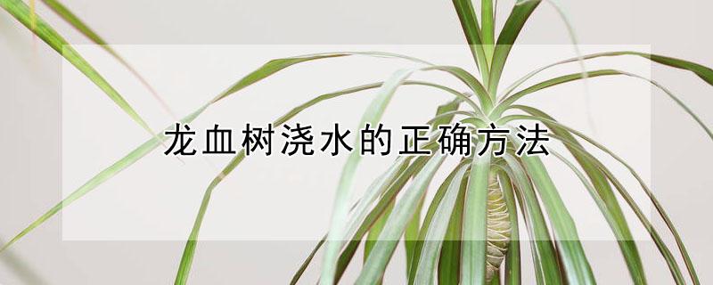 龙血树浇水的正确方法（龙血树浇水的正确方法图片）