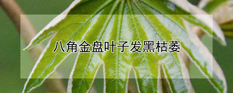 八角金盘叶子发黑枯萎 八角金盘叶子发黑枯萎怎么办