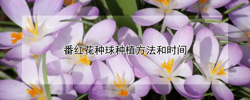 番红花种球种植方法和时间（番红花种球怎么种植）