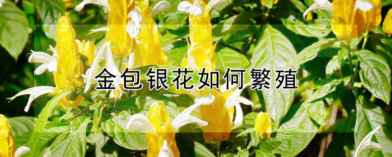 金包银花如何繁殖 金包银花如何繁殖的