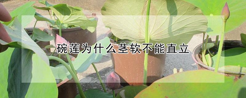 碗莲为什么茎软不能直立 碗莲为什么茎软不能直立养