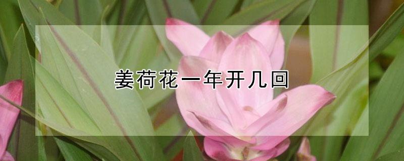 姜荷花一年开几回（姜荷花一年开几回花）