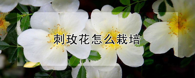 刺玫花怎么栽培 刺玫花的种植方法