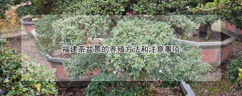 福建茶盆景的养殖方法和注意事项（福建茶盆景的养殖方法和注意事项视频）