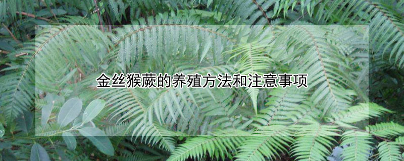 金丝猴蕨的养殖方法和注意事项（金丝猴蕨的养殖方法和注意事项用什么花盆）