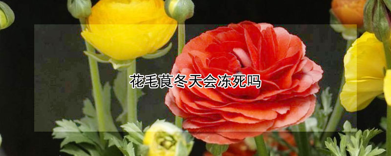 花毛茛冬天会冻死吗 花毛茛冬天耐寒吗