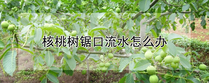 核桃树锯口流水怎么办（核桃树锯口放水）