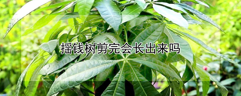 揺钱树剪完会长出来吗 钱树用什么施肥比较好