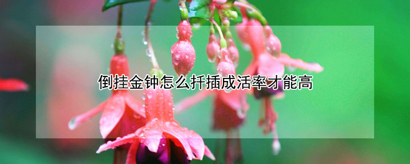 倒挂金钟怎么扦插成活率才能高（倒挂金钟什么时候扦插最好）