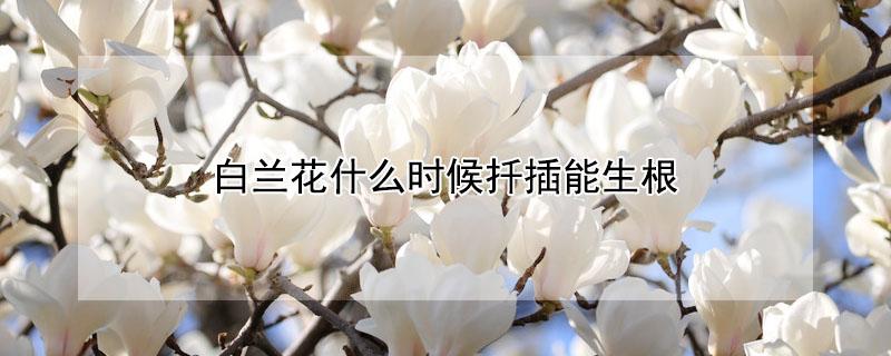 白兰花什么时候扦插能生根（白兰花什么时候扦插能生根呢）