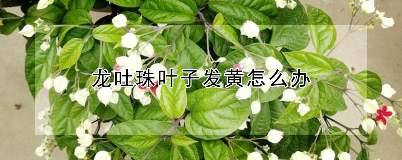 龙吐珠叶子发黄怎么办（龙吐珠叶子发黄什么原因）