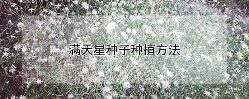 满天星种子种植方法（吉普赛满天星种子种植方法）