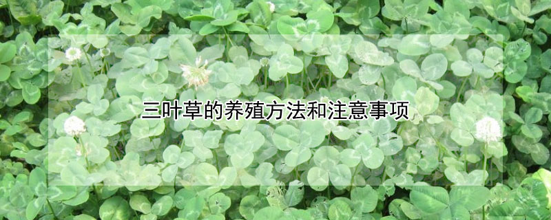 三叶草的养殖方法和注意事项 三叶草怎么养殖方法
