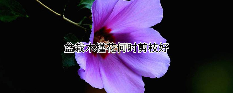 盆栽木槿花何时剪枝好（盆栽木槿花何时剪枝好养活）