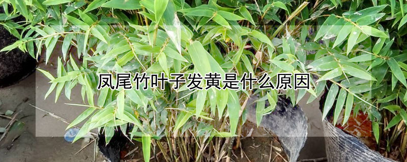 凤尾竹叶子发黄是什么原因（凤尾竹怎么养才能更旺盛）