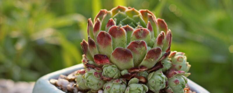 长生草多肉植物怎么养 长生草多肉植物怎么养护和管理