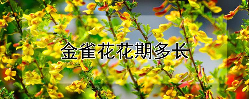 金雀花花期多长（金雀花花期多长时间）