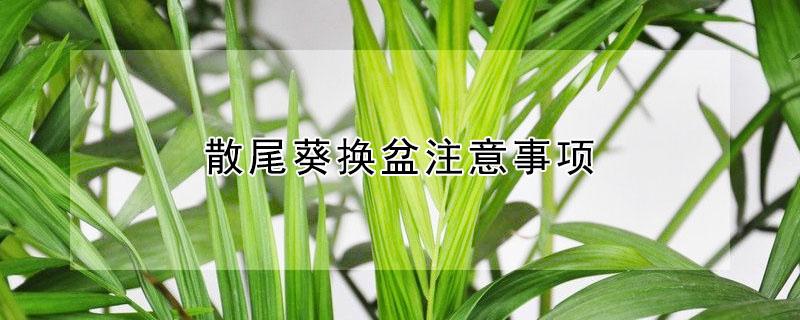 散尾葵换盆注意事项（散尾葵换盆注意事项视频）