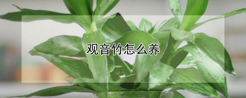 观音竹怎么养 观音竹怎么养护和浇水