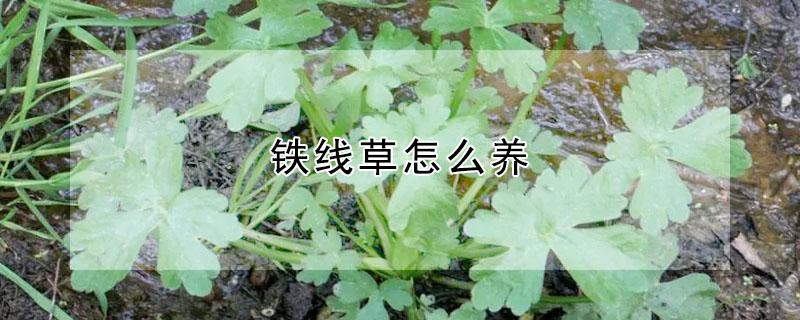 铁线草怎么养 铁线草怎么养才能开花