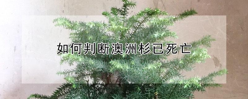 如何判断澳洲杉已死亡（怎么判断澳洲杉是烂根）