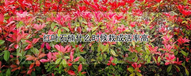 红叶石楠什么时候栽成活率高 红叶石楠啥时候栽成活率高
