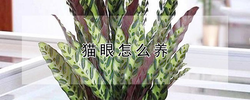 猫眼怎么养（猫眼怎么养殖方法）