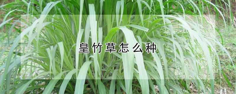 皇竹草怎么种（皇竹草怎么种植出芽快）