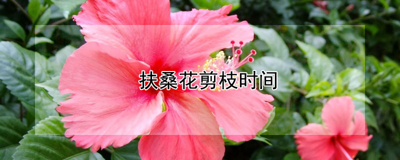 扶桑花剪枝时间 扶桑花剪枝时间多长