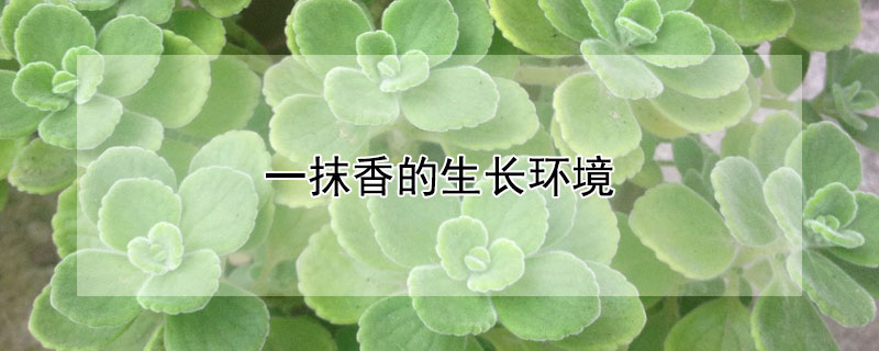 一抹香的生长环境 一抹香种植