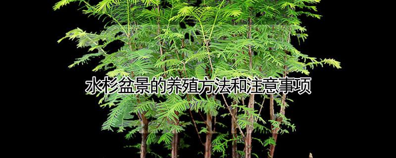 水杉盆景的养殖方法和注意事项 水杉盆景怎么养殖方法