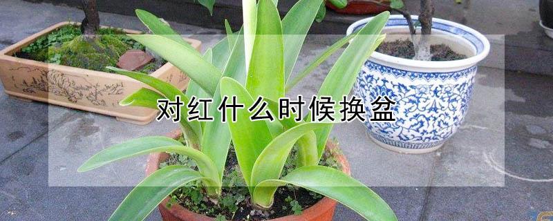 对红什么时候换盆（对红啥时候换盆）
